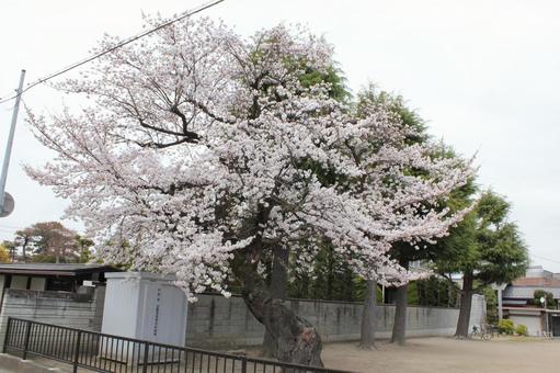 サクラ3 サクラ3の写真
