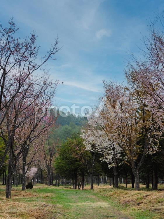 春の訪れを感じる桜並木の美しい風景 桜,春,青空の写真素材