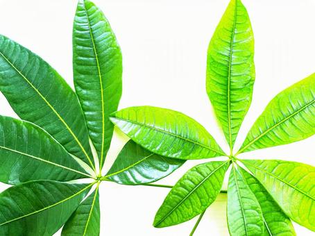 大きなパキラ(観葉植物)の葉41 大きなパキラ(観葉植物)の葉41 パキラ,パキラの葉,葉の写真素材