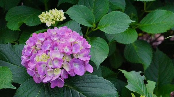 色鮮やかな紫陽花と緑 色鮮やかな紫陽花と緑の写真
