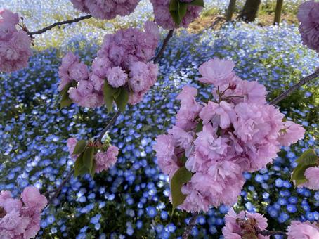 Nemophila and Saku, JPG