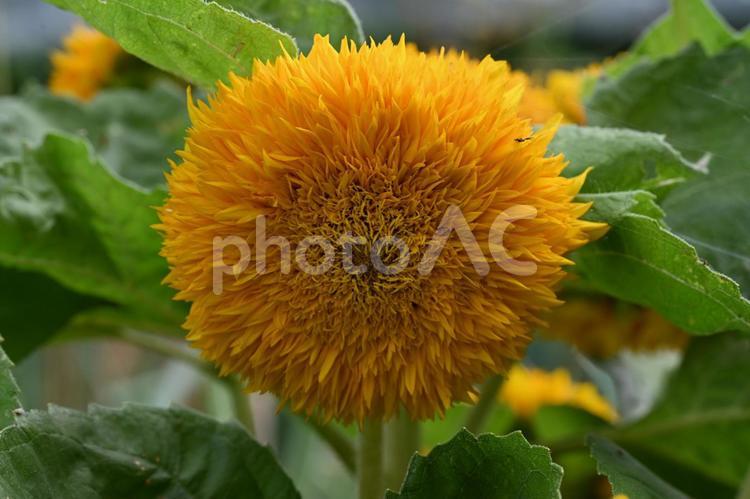 家の庭に咲いたヒマワリ しょくぶつ,みどり,ガーデニングの写真素材