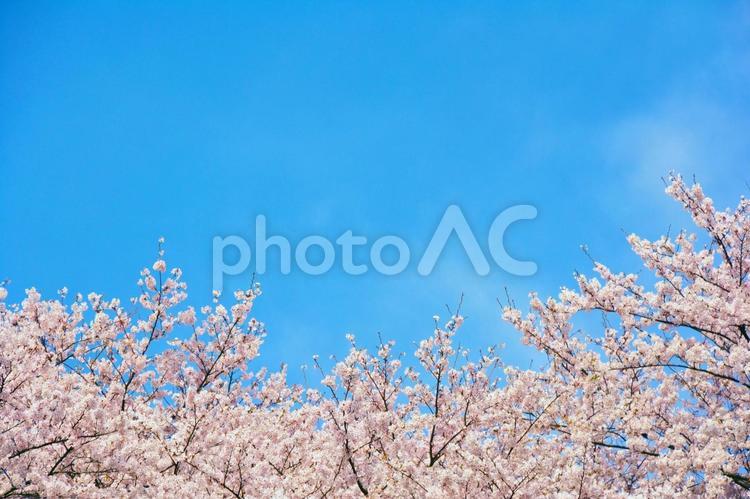 青空に映える満開の桜 桜,花,春の写真素材
