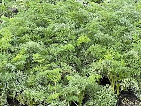 ニンジン畑 ニンジン,人参,秋の写真素材