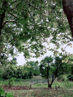 公園 公園の写真