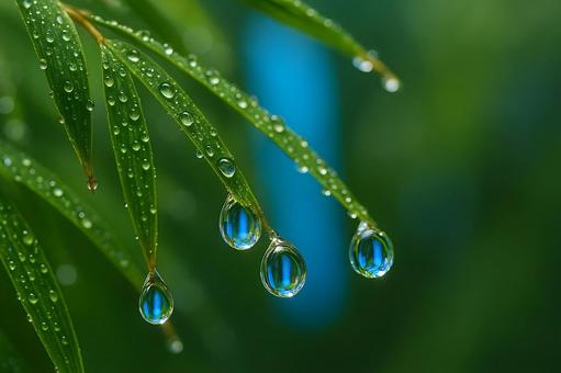 雨露を纏う竹の葉 雨露を纏う竹の葉の写真
