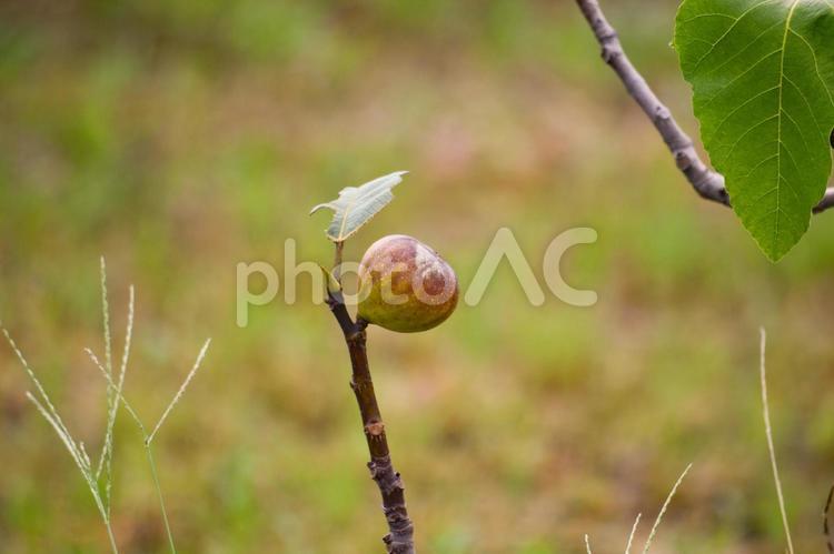 イチジクの実　ひとつ イチジク,無花果,いちじくの写真素材