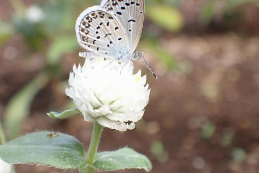 花と虫 花と虫 シジミチョウ,花,植物の写真素材