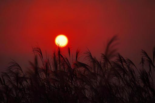 夕焼けのススキ-3 夕焼けのススキ-3 夕日,ススキ,秋の写真素材