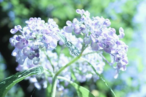 Hydrangea in the light, JPG