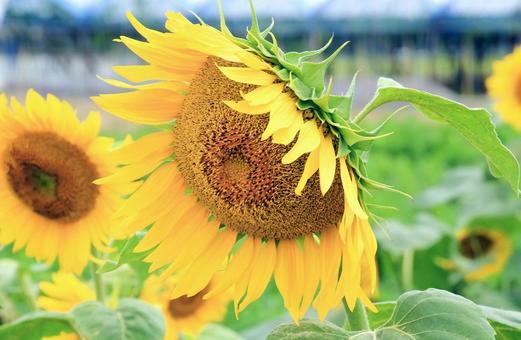 大輪の向日葵の花 向日葵,夏,花の写真素材