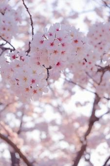 桜の花びらたち 桜の花びらたちの写真