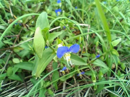 ツユクサ02 ツユクサ,花,雑草の写真素材