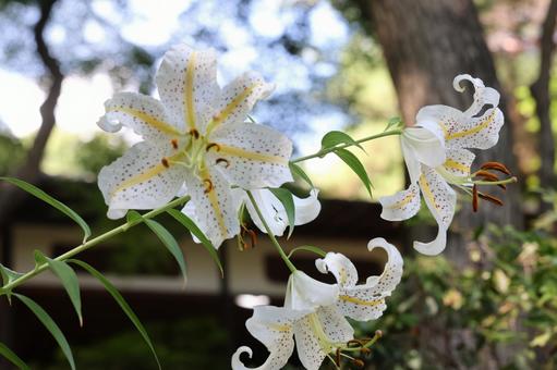 ヤマユリの写真