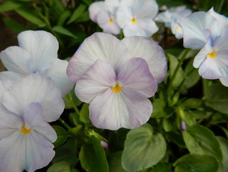 【花の写真】ピオラ ビオラ,三色菫,植物の写真素材