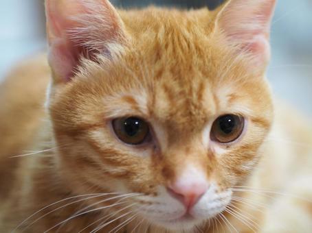 カッコいい顔をしている子猫 カッコいい顔をしている子猫 猫,ねこ,茶トラの写真素材