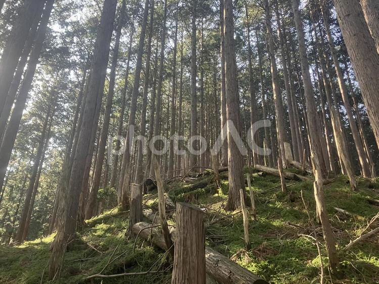 明神平　美しい杉 明神平,美しい,杉の写真素材
