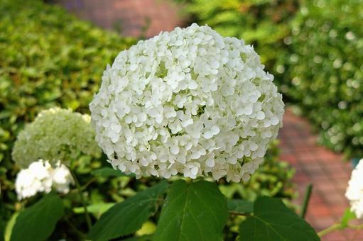 アメリカノリノキ アナベル アメリカノリノキ,亜米利加糊の木,アジサイの写真素材