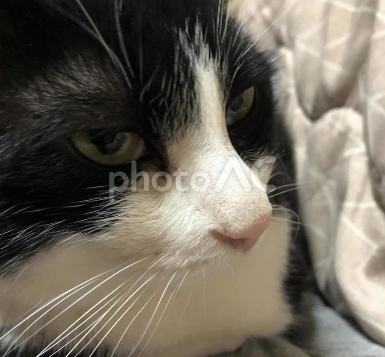 言いたい事がある猫 猫,ネコ,ねこの写真素材