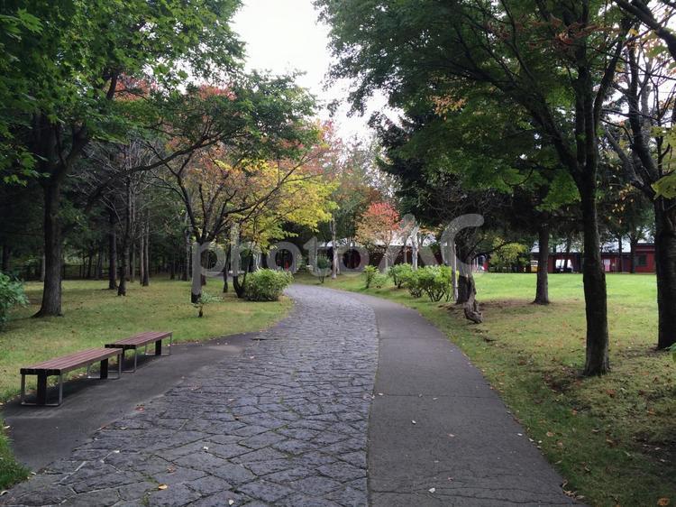 木々が色づき始める10月の札幌芸術の森 札幌芸術の森,北海道,紅葉の写真素材
