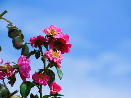 バラと青空 バラと青空 バラ,可愛い,綺麗の写真素材