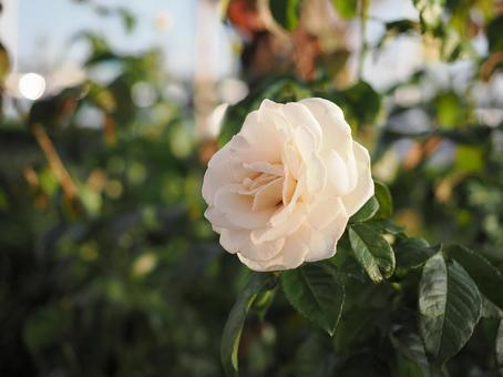 バラ園で白い薔薇を撮影した写真です バラ園で白い薔薇を撮影した写真ですの写真