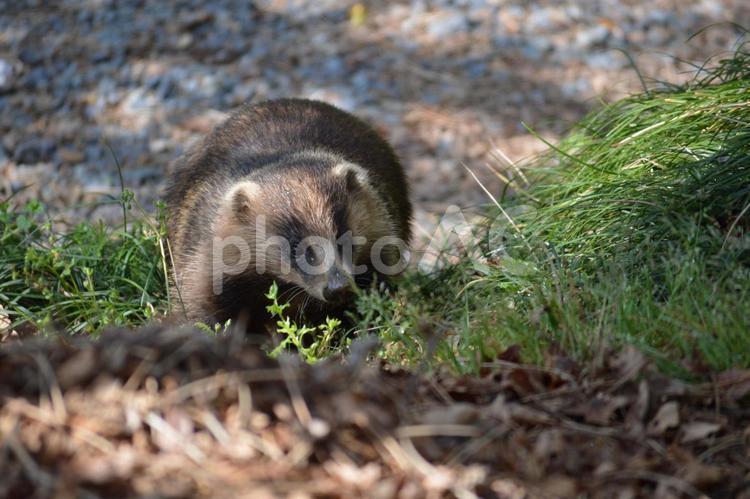 野生のニホンアナグマ アナグマ,ニホンアナグマ,ヨーロッパアナグマの写真素材