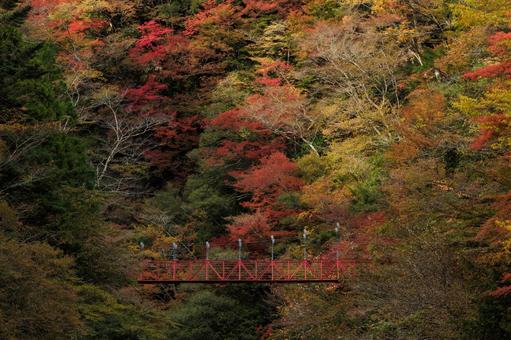 紅葉のべふ峡（別府峡谷の赤い吊橋） べふ峡,別府峡,物部川の写真素材