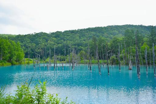 美瑛 白金青い池 美瑛 白金青い池の写真