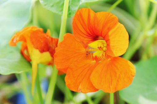 ナスタチウム ナスタチウム 草花,マクロ,春の写真素材