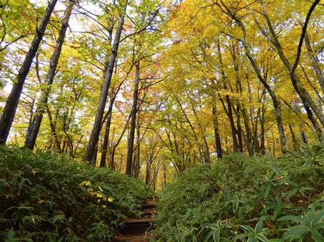 初秋の山道 初秋の山道の写真