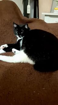 照片, 活物, 动物, 宠物, 