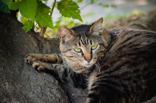 可愛いキジトラの野良猫 可愛いキジトラの野良猫 猫,動物,ネコの写真素材