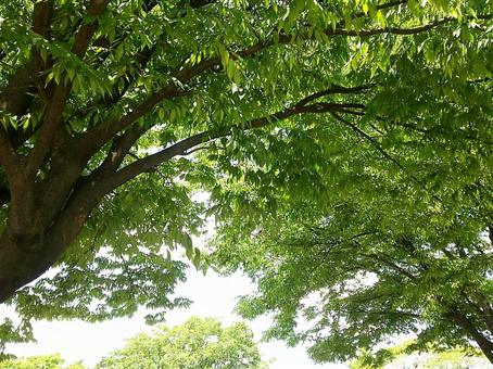 木漏れ日 木漏れ日の写真