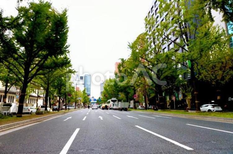 秋の御堂筋 御堂筋,道路,街並みの写真素材