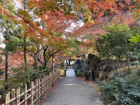 紅葉山公園11月：紅葉橋と紅葉 2025 紅葉,モミジ,赤の写真素材