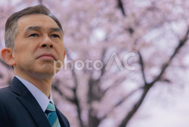 満開の桜の木下で真剣な眼差しの中年管理職 人物,日本人,男性の写真素材