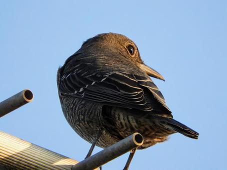 イソヒヨドリ イソヒヨドリ 鳥,動物,生き物の写真素材