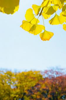 紅葉の銀杏 紅葉の銀杏の写真