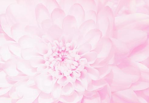 やさしくふんわり咲くピンクの花 背景画像 やさしくふんわり咲くピンクの花 背景画像 ピンク,ウエディング,結婚式の写真素材