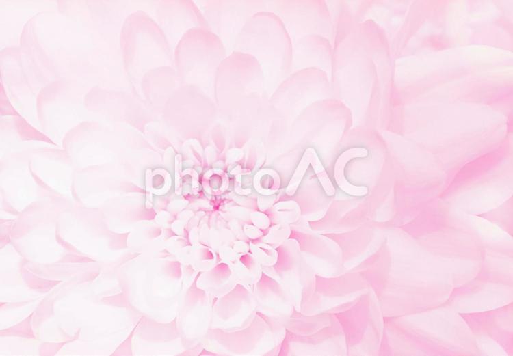 やさしくふんわり咲くピンクの花 背景画像 ピンク,ウエディング,結婚式の写真素材