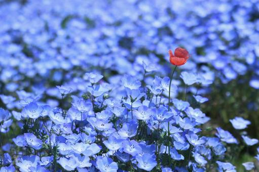 ネモフィラ ネモフィラ ネモフィラ,自然,青の写真素材