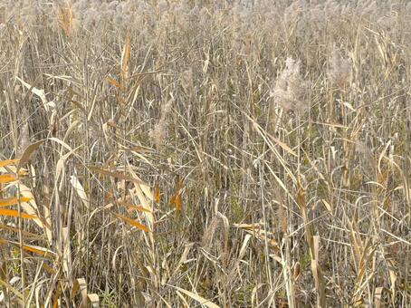 ススキの草むら ススキ,葦,乾いた草の写真素材