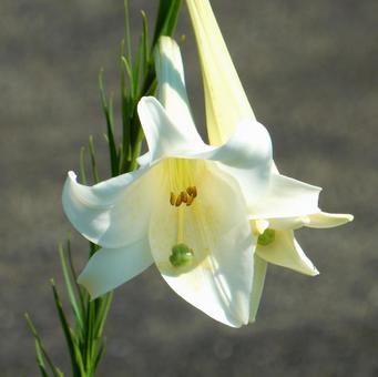 【花の写真】タカサゴユリ(高砂百合) 【花の写真】タカサゴユリ(高砂百合)の写真