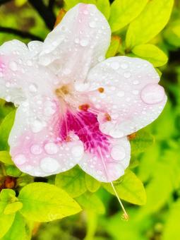 薄ピンクのツツジの花弁 薄ピンクのツツジの花弁 つつじ,庭,鮮やかの写真素材