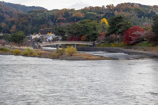 宇治橋から見た宇治川と紅葉 宇治橋から見た宇治川と紅葉 宇治橋,宇治川,川の写真素材