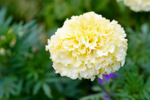 鮮やかな黄色の花 花,植物,菊の写真素材
