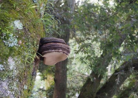 サルノコシカケ？（横から） 茶色,ベージュ色,緑色の写真素材