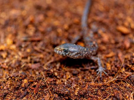 イボヨルトカゲのアップ イボヨルトカゲのアップ イボヨルトカゲ,爬虫類,動物の写真素材