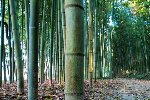 鮮やかな緑の竹が連なる、神秘的な遊歩道 鮮やかな緑の竹が連なる、神秘的な遊歩道の写真